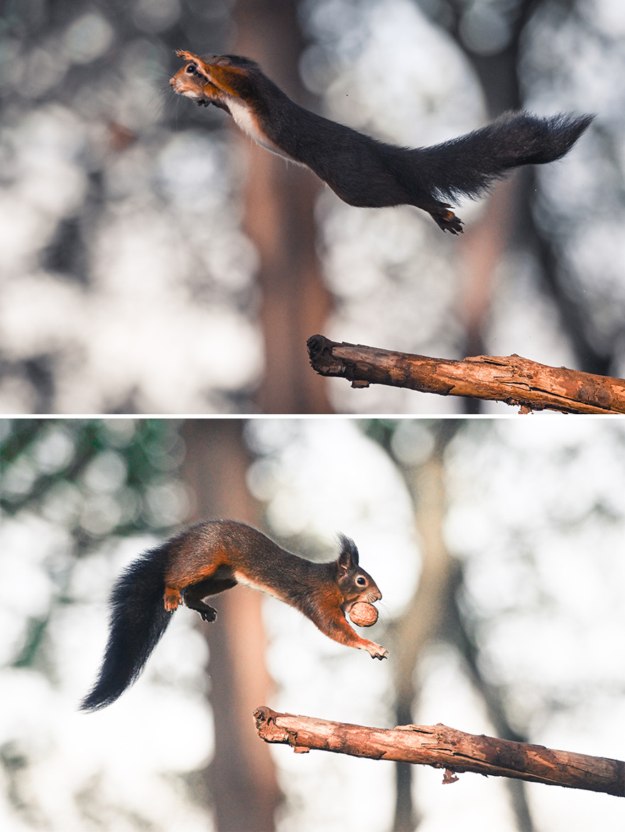 I’ve Spent 5 Years Photographing Jumping Red Squirrels And Here Are 38 Of My Best Photos