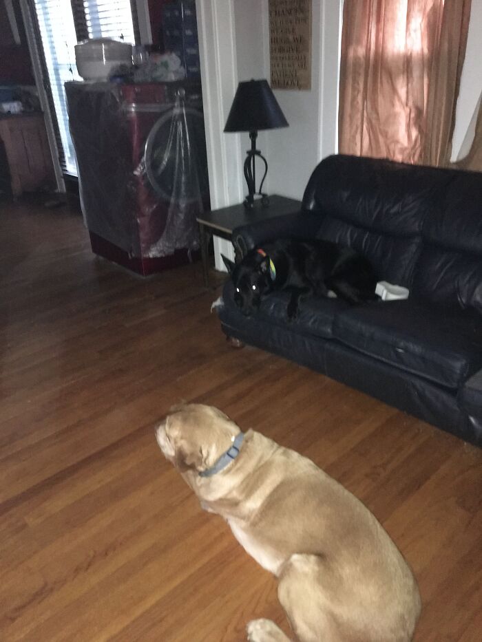 The Black One Is Charlie And The Other One Is Bones