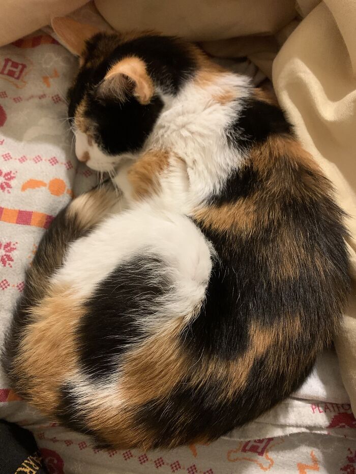 My (Late) Fur Baby. She Was The Best Cat Ever, And I Hated To See Her Die.