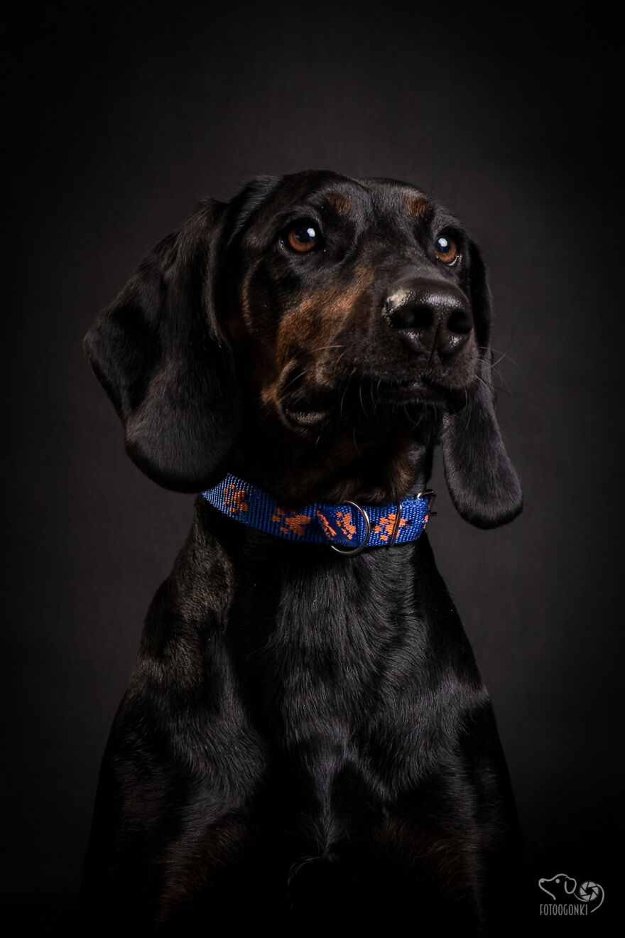 We Invited The Most Unique Models To Our Animal Photography Studio (19 Pics)