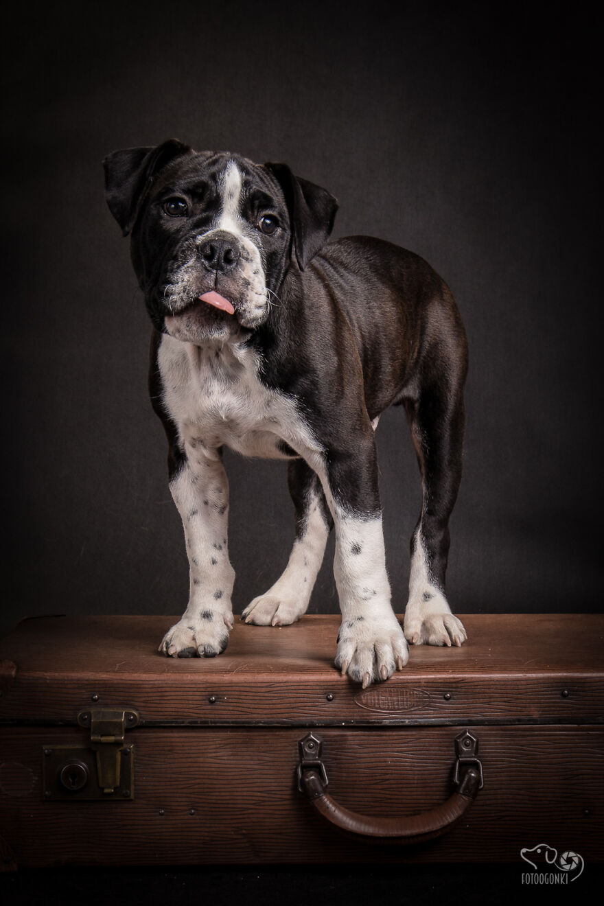 We Invited The Most Unique Models To Our Animal Photography Studio (19 Pics)