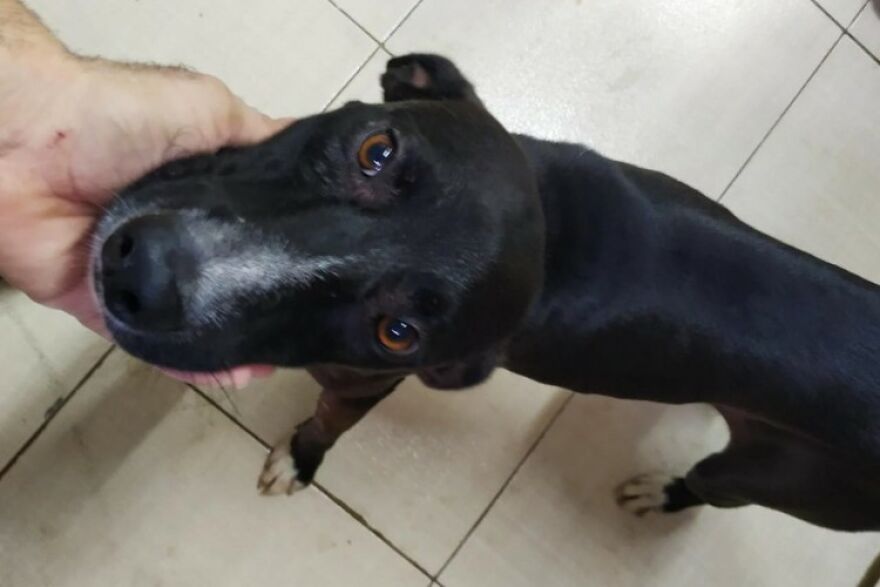 "He Put The Injured Paw Forward": Video Shows Stray Dog Wandering Into A Vet Clinic As If To Ask For Help "He Put The Injured Paw Forward": Video Shows Stray Dog Wandering Into A Vet Clinic As If To Ask For Help