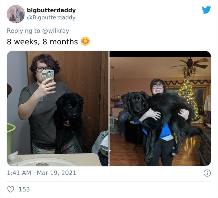 In A New Flash Mob On Twitter, Owners Have Fun With Photos Of Their Dogs As Puppies And How They Are Today