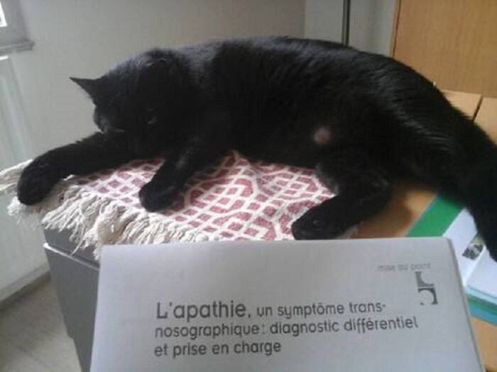 Sleepy On A Md Desk At An Hospital While I Was Working On Apathy