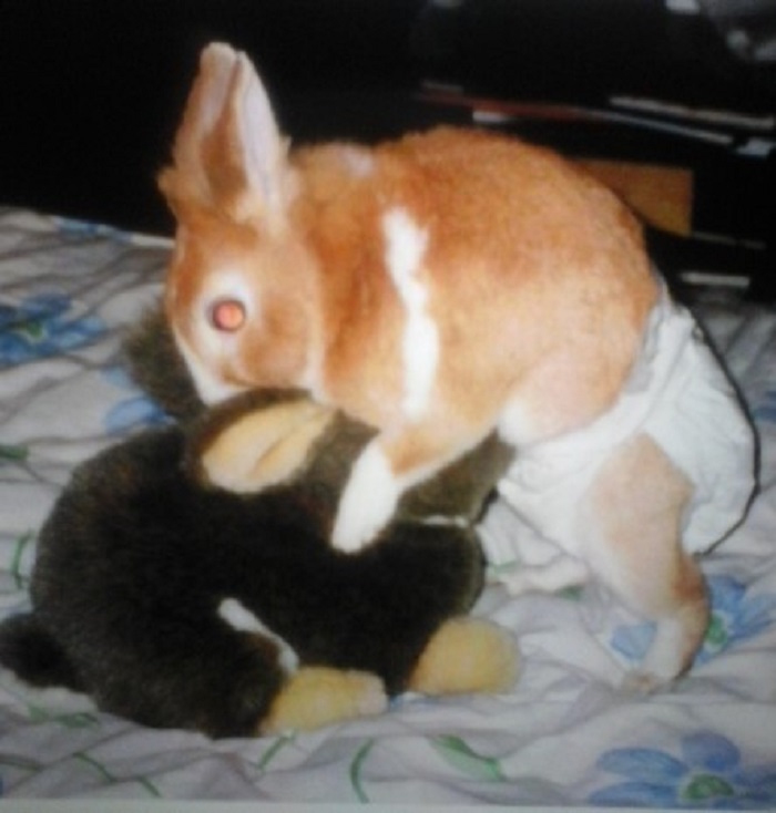 I Have A Lot Of Weird Pics Of My Animals, But This One From My Late Rabbit Must Be The Weirdest