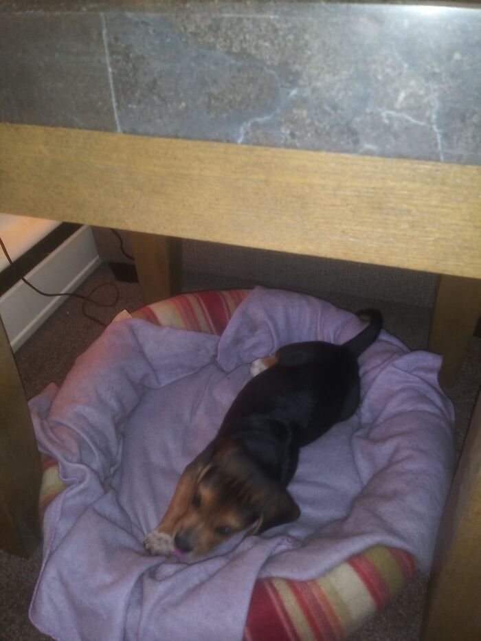 Meet Barney The Beagle!