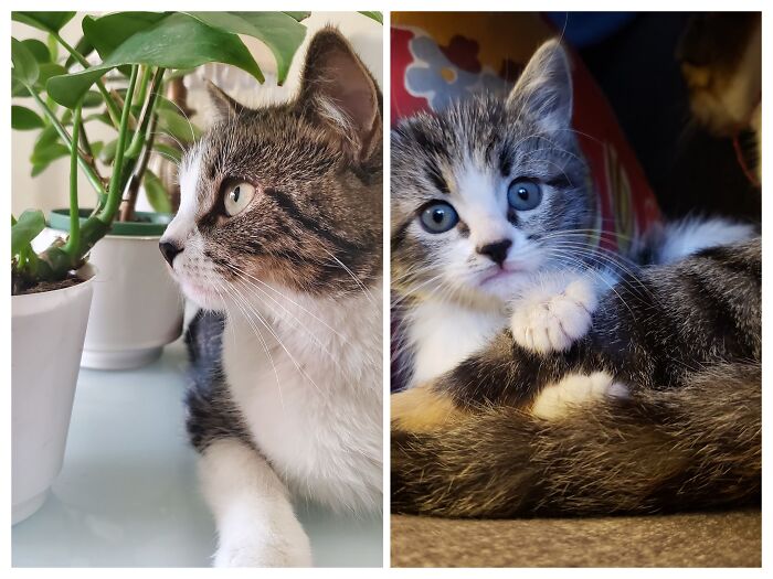 And Here's My Kitten With My Other Cat When We First Got Her (Now-Before)