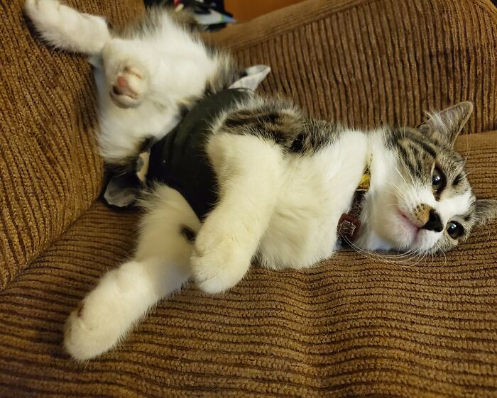 Cat.exe Has Stopped Working