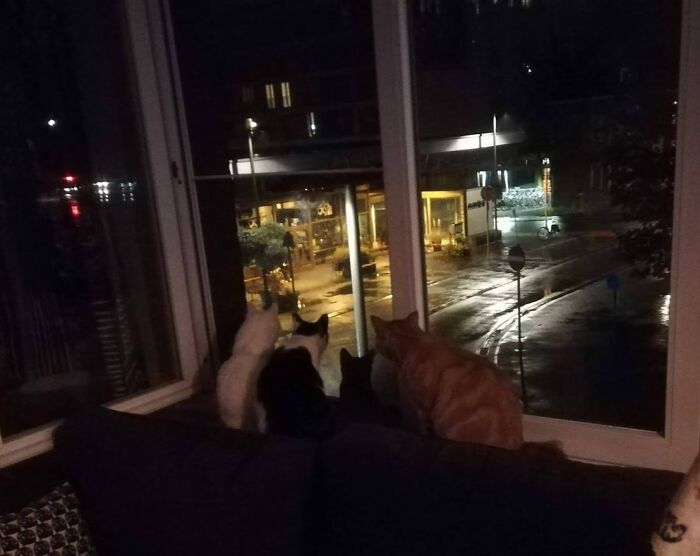 My 4 Babies Watching The Rain