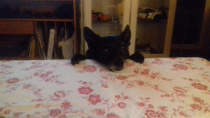 My Silly 12 Yo Dog That Wants Attention 😍