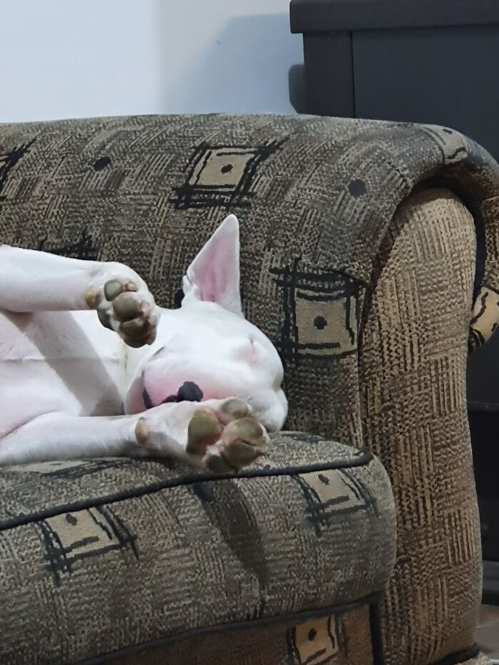 Diesel Enjoying A Nap On The Couch!