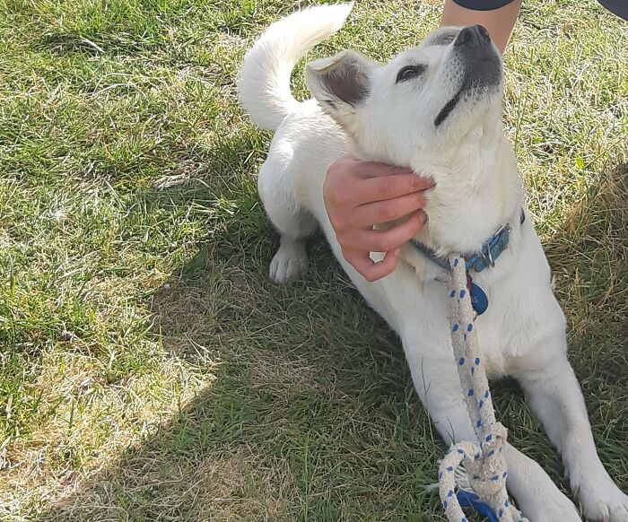 We Found Her In A Box When She Was 3 Months Old. She Is Now A Happy ( And Hyperactive ) Doggy