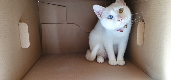 Our Little Girl Domino, Questioning How We Dare Bother Her In Her Castle