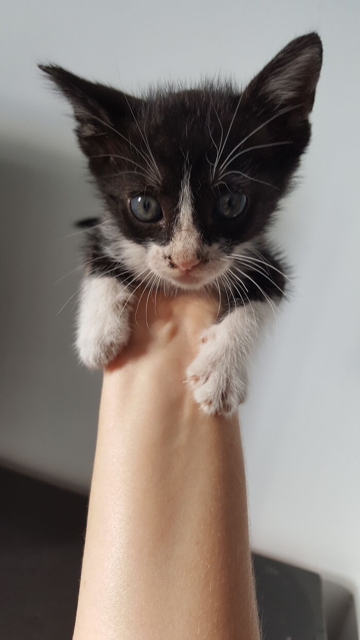 Bamba At (Assumed) 6 Weeks