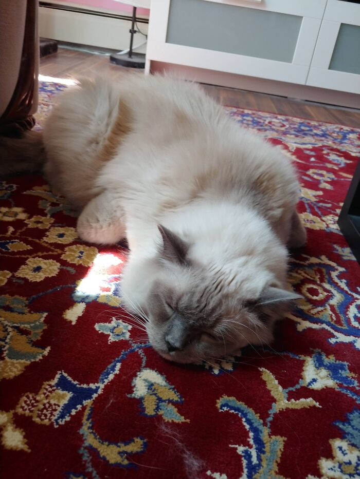 This Is Sumo. Sumo Is Not Dead, Sumo Is Just Lazy And Weird.