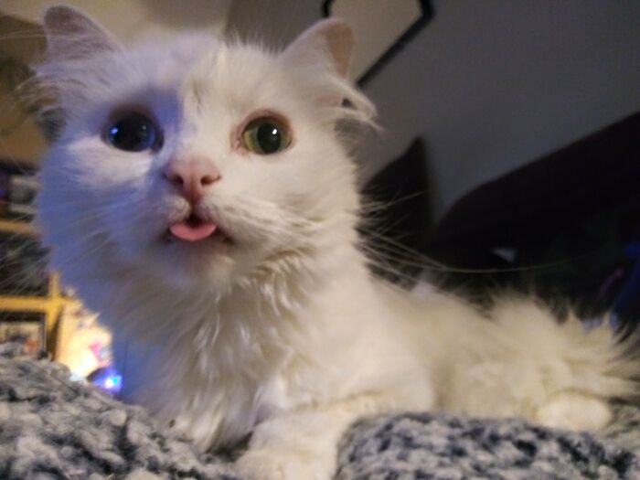 My Princess Percy, Who's Come Back From Rear Leg Paralyzation Twice, Wakes Up Like This Often.