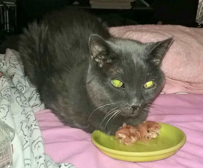 Caradwyne Guarding Her Dinner.