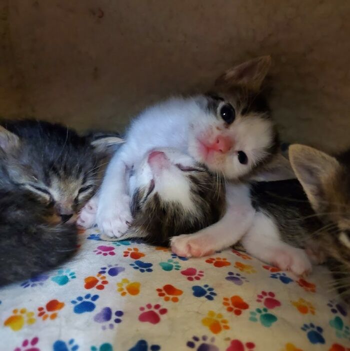 A Stray Cat Had Kittens!