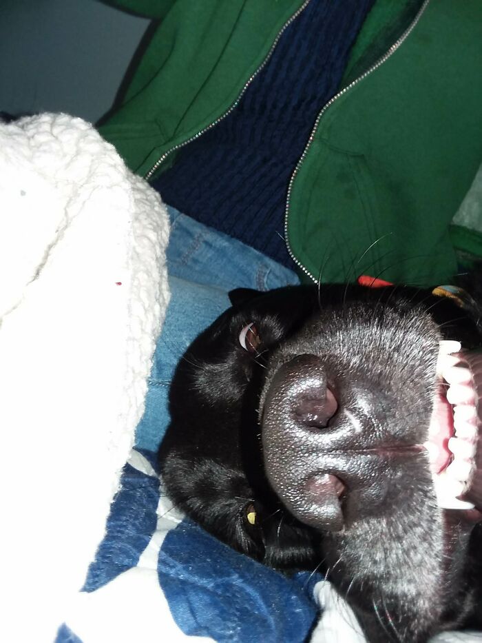 What My Dog Looks Like Laying Down