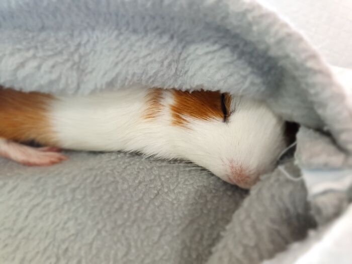 Otis Sleeping With His Eyes Closed For The First Time!