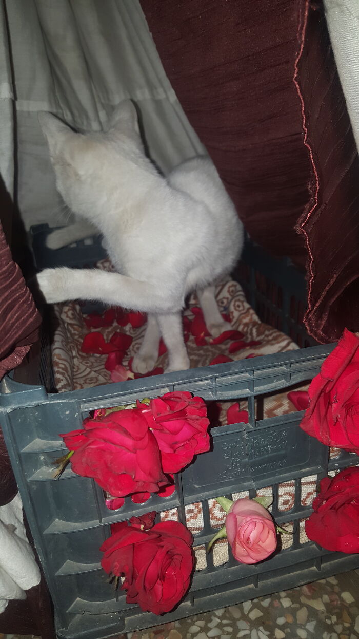 Who Is There Who Pulled My Tail