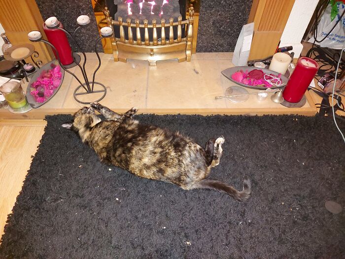 Bonneville The Fat Rat