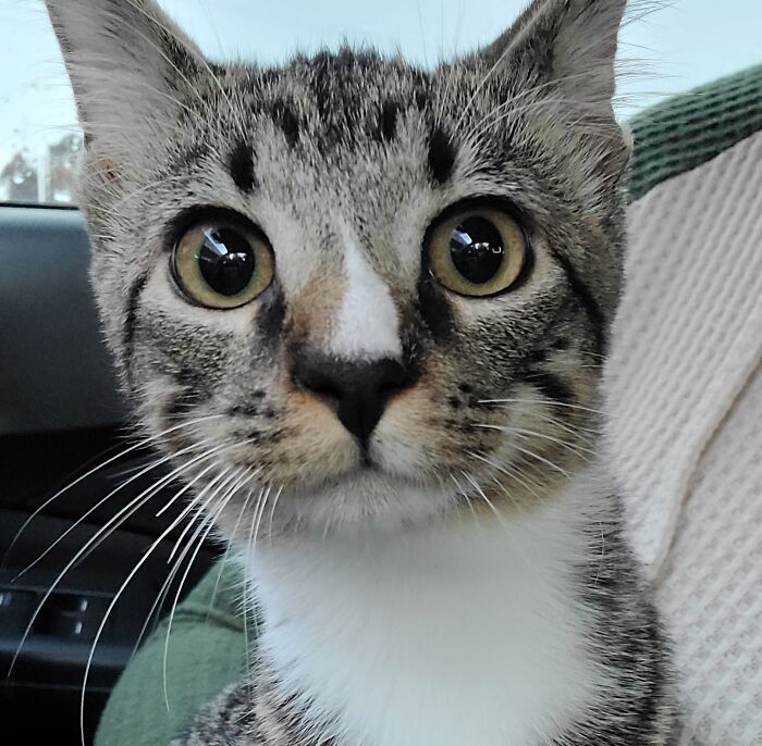 Macabre (Mac Daddy) Rescued From Dumpster.