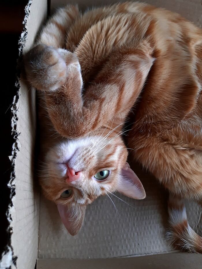 What Are You Looking At Human?