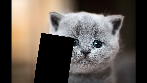 The Cat Has A Phone With A Bored Panda Account!