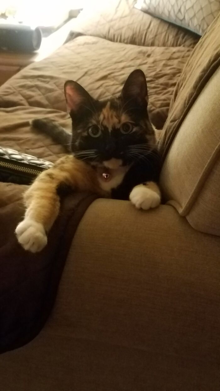 This Is Boo! She Was Found In The Backyard Of Hoarders Home And Had A Terrible Infection. She Now Has A Brother And A Sister Cat. Her Hobbies Are Playing Fetch, Chasing The Big Cats And Watching Me Pee.