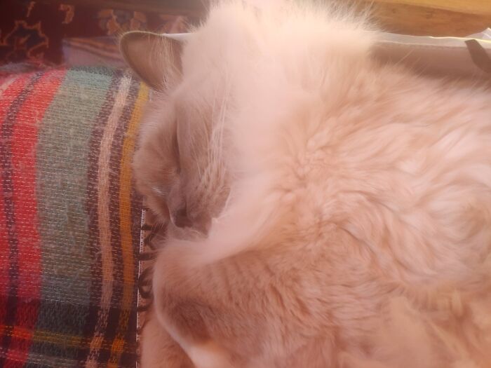 Sumo Loves His Naps.