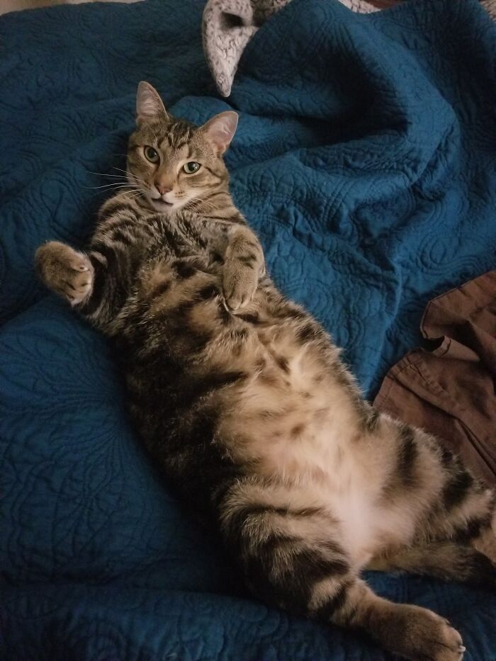 He Rescued Me. Announced His Presence At My Front Door, Entered, Ate, Napped And Now Runs The Place.