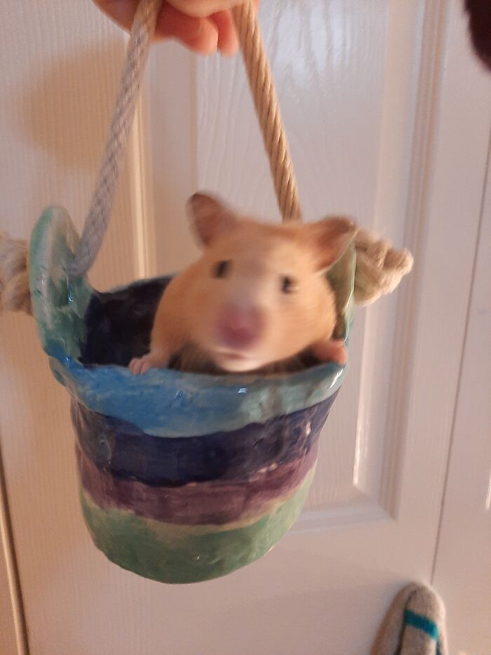 My Sweet Hamster Bebe Before She Passed. Gentlest Hamster Ever And Incredibly Cuddly. I Miss Her Every Day