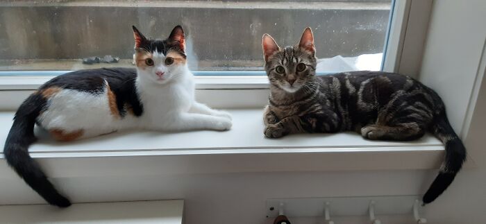 Meet Troika And Smash. Rescued From A Cat Colony.