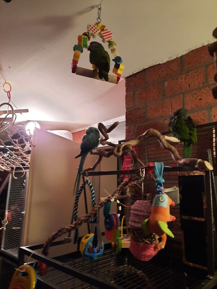 Finally Some Time Out Of Their Cage. And What Do They Do?!?! Sleep!!!