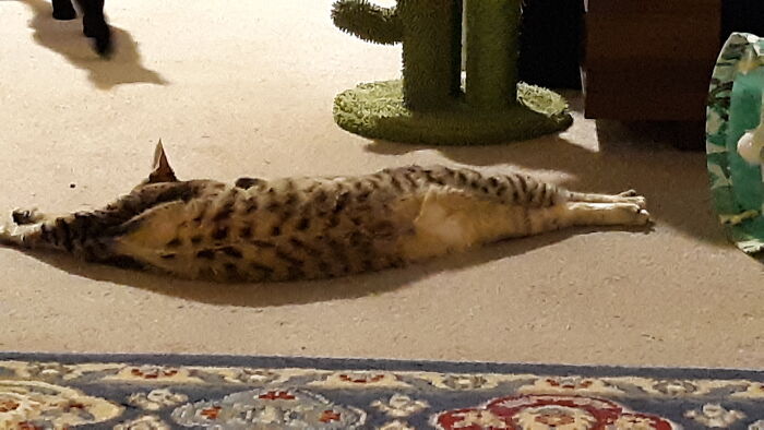Sprawled Out After A Hard Days Play!