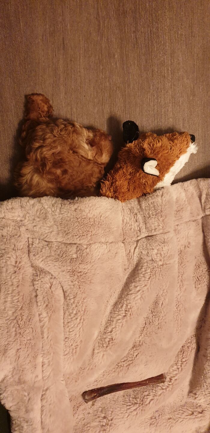 A Sleepy One And His Bud