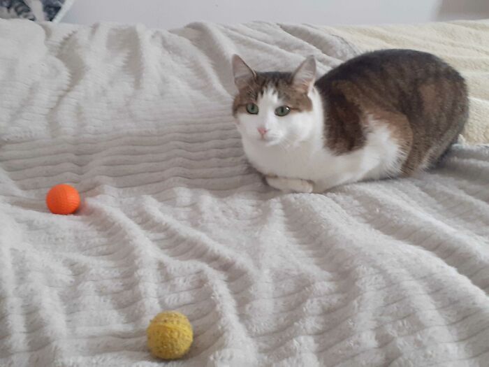 Stuck In The Desert Of Choices. The Yellow Or The Orange Ball? Can't Decide