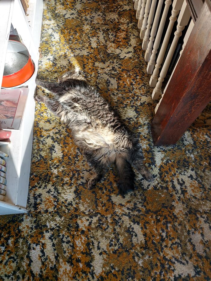 Typical Floof Soaking Up The Sun