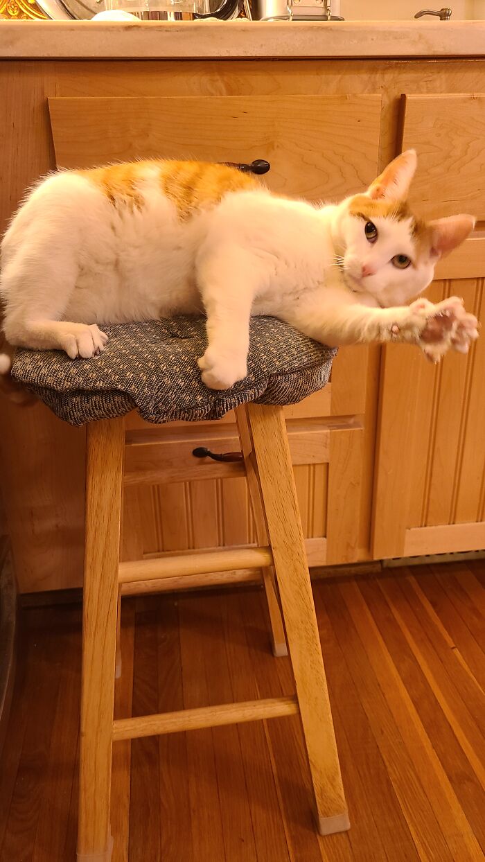 Isabel Was Abandoned. Our Dogs Found Her In The Back Yard 2 Years Ago.