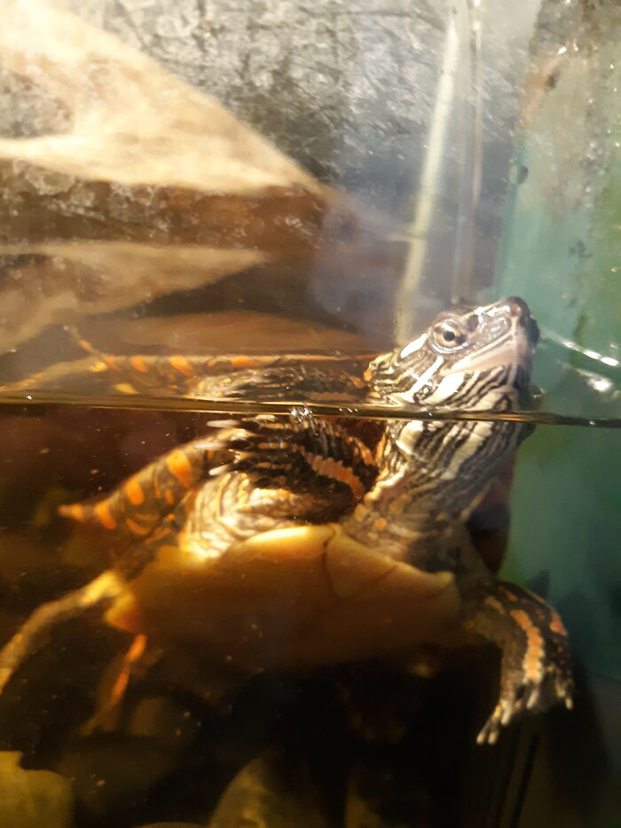 This Is Flip, My Pet Painted Turtle. I Will Tell His Rescue Story In The Comments :)
