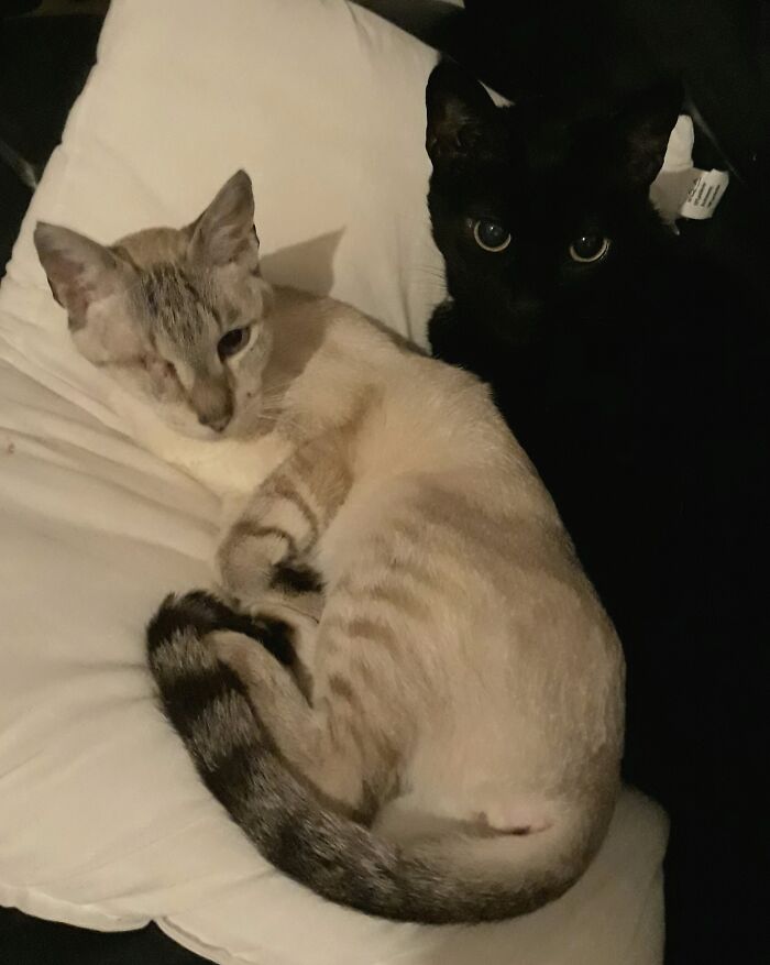 Pituxa The Dark Diva, And Mimi The Love Goofball. Both Rescues.
