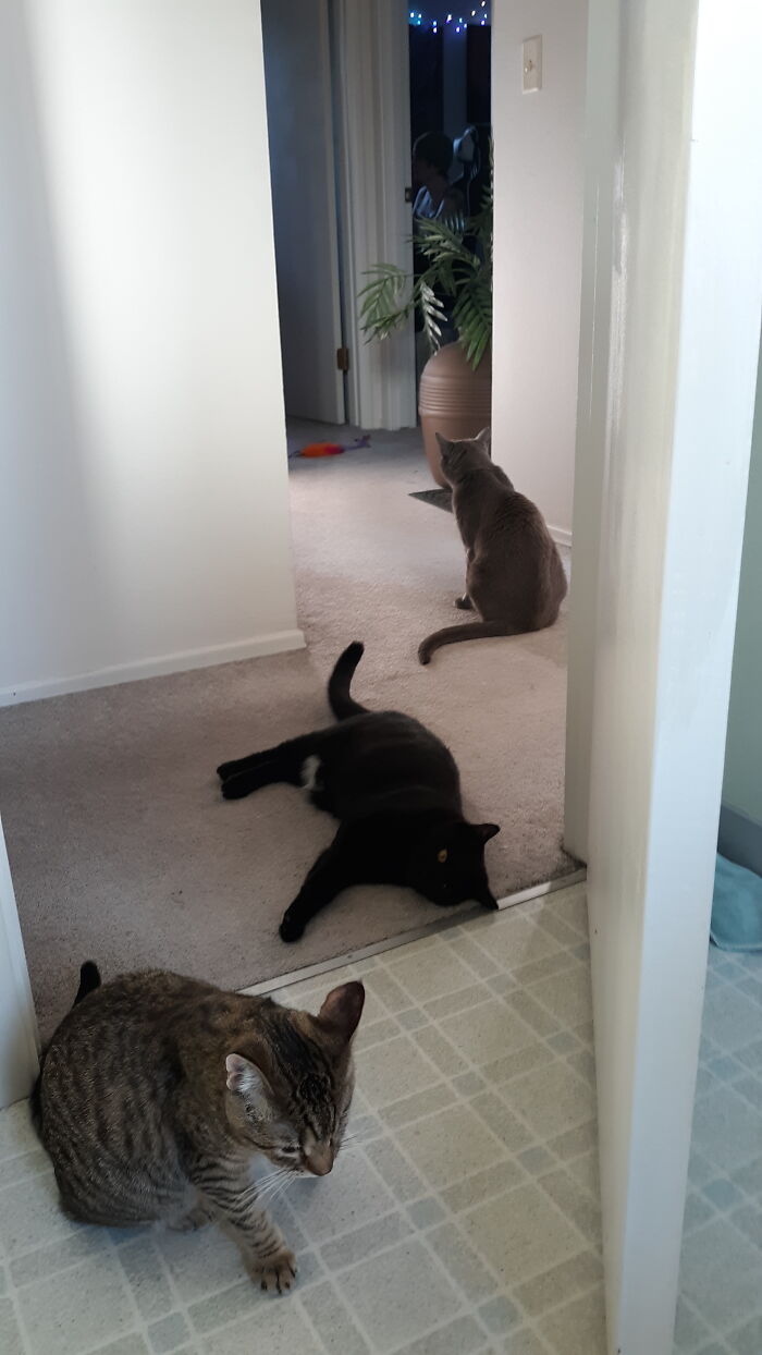 My View.....from The Toilet......every. Time. I. Use. It.. .