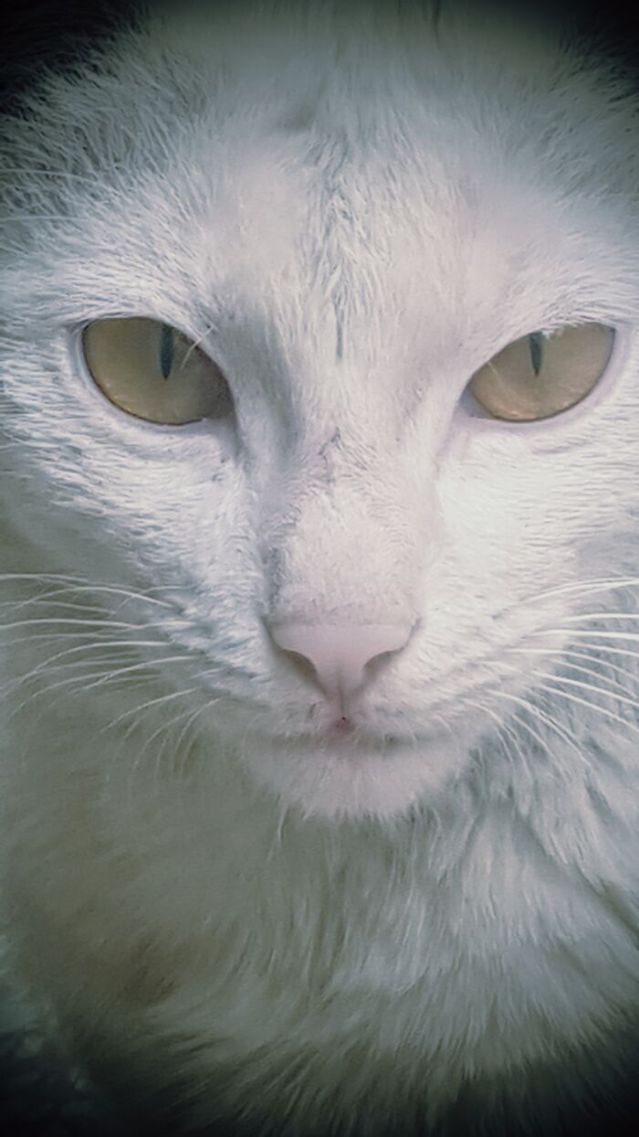 My Cat She Is 9 Month And Her Name Is Snowee