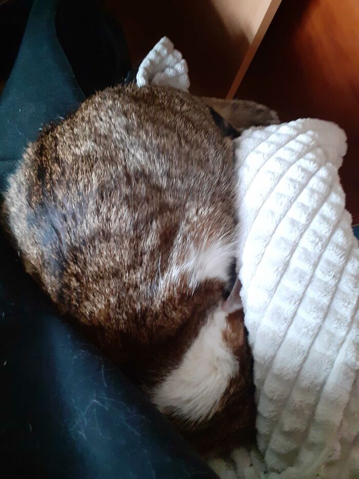 Enough For My Chonky Cat