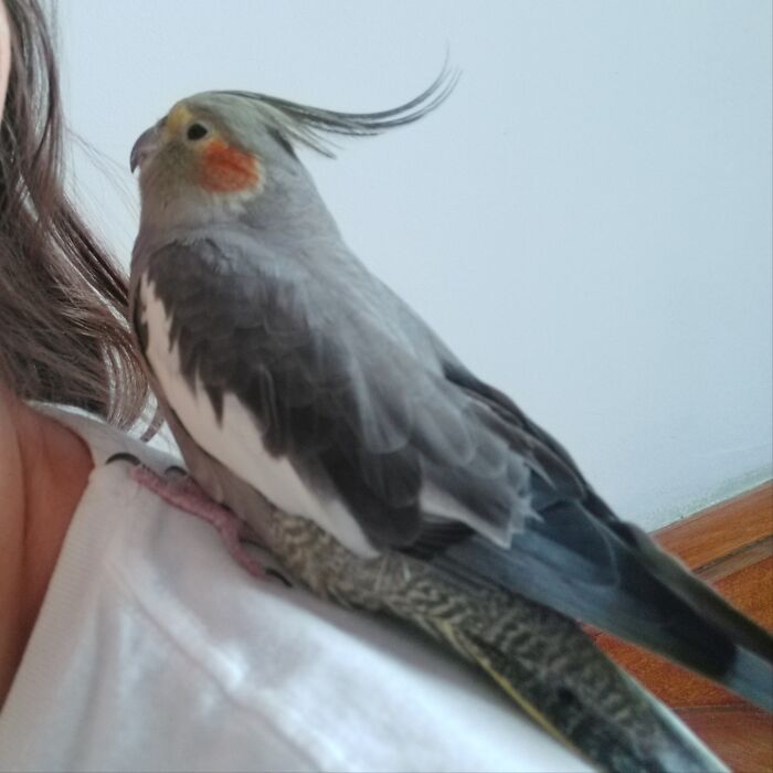 I'm Not A Big Fan Of Birds But My Husband Rescued A Cockatiel Parrot, Churpi. Churpi Sits On My Shoulder During Breakfast And Online Meetings And Watches Me With So Much Love And Adoration. When She Shows Up On The Screen, My Colleages Ask Me Whether She's Virtual, Haha. She Is The Cutest Thing I've Ever Seen.