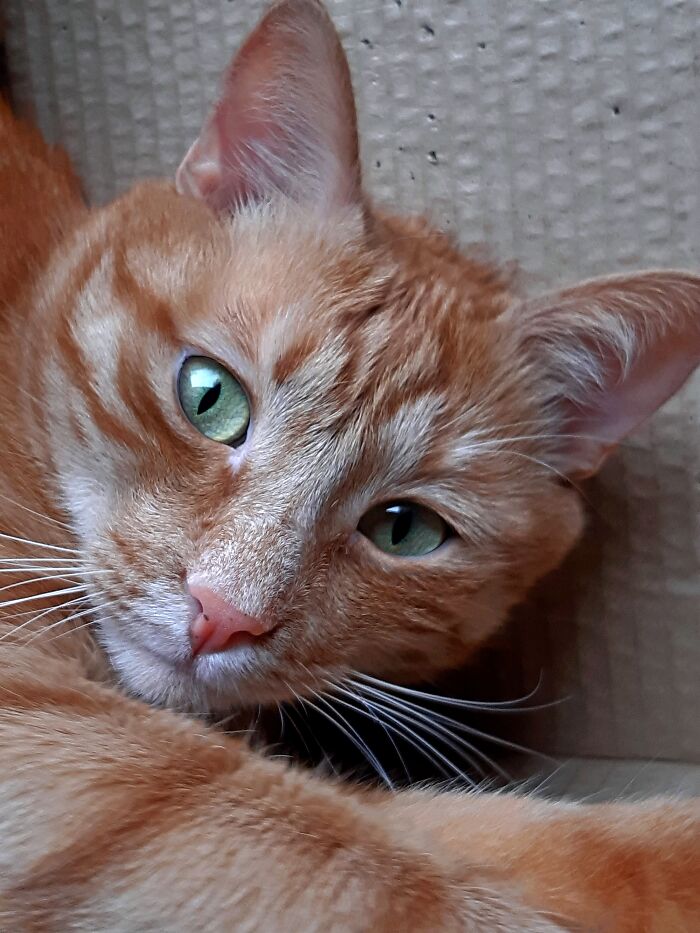 My Sweet Boy Milenko,he Is Two Years Old ❤