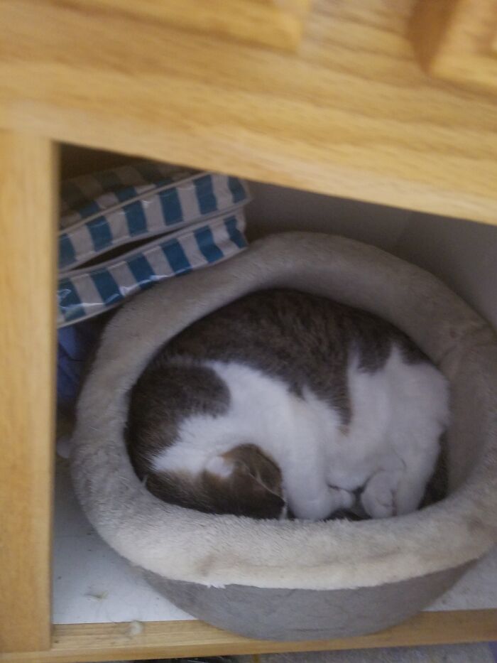 Montana Loves Sleeping In The Bathroom Vanity