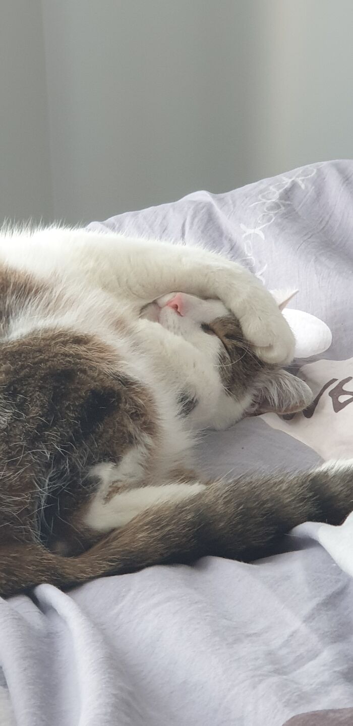 How My Cat Sleeps In During The Weekends