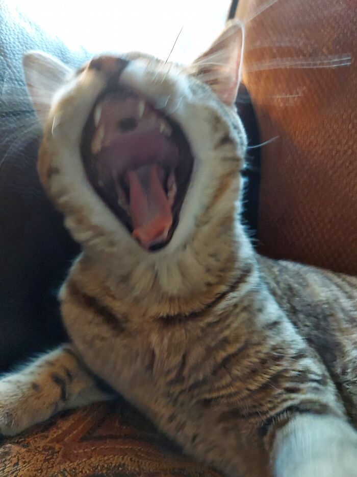 I Have Teefers!!! And Now I Sleeps.....